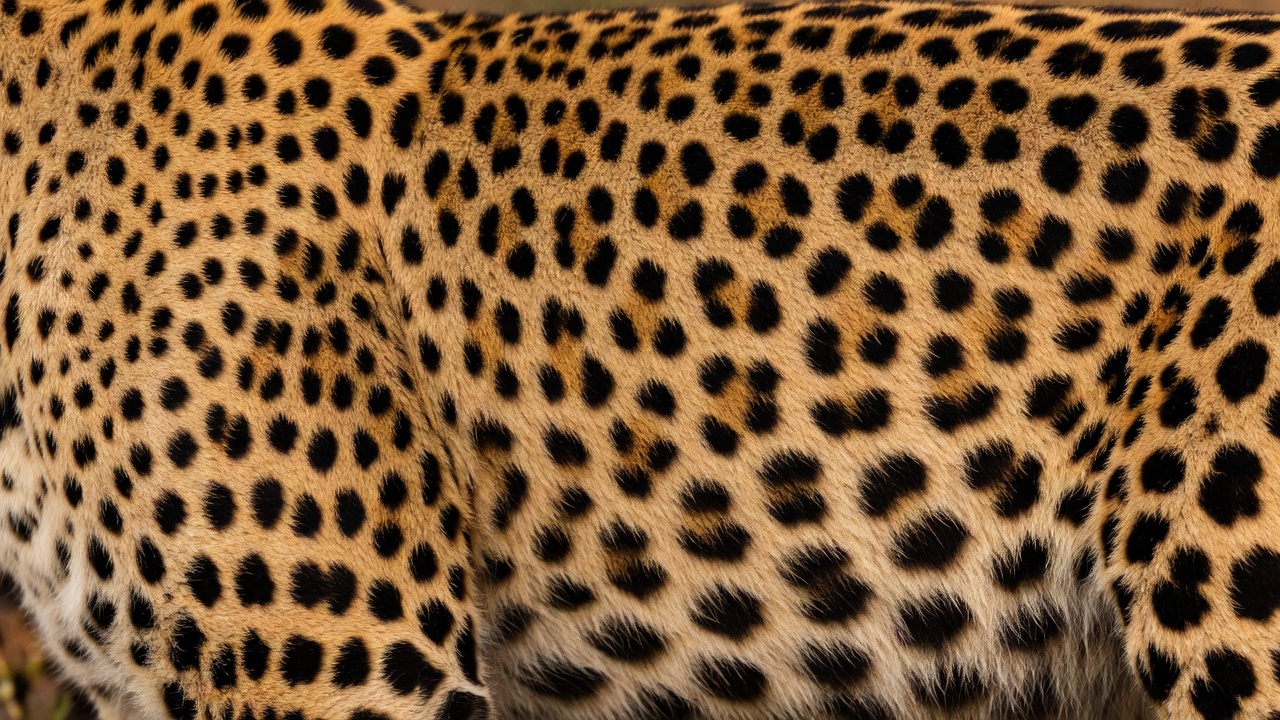Detailed leopard coat showing rosette patterns used as visual features